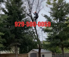 纽约蓝天上门家政维修团队- 曼哈顿/新泽西/长岛/法拉盛/布鲁克林/斯丹顿岛/专业砍树修树枝刨树根929-500-0059 纽约蓝天上门家政维修团队- 曼哈顿/新泽西/长岛/法拉盛/布鲁克林/斯丹顿岛/专业砍树修树枝刨树根929-500-0059