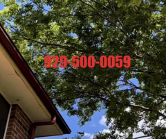 纽约蓝天上门家政团队- 曼哈顿/新泽西/长岛/法拉盛/布鲁克林/斯丹顿岛/专业砍树修剪刨根929-500-0059 纽约蓝天上门家政团队- 曼哈顿/新泽西/长岛/法拉盛/布鲁克林/斯丹顿岛/专业砍树修剪刨根929-500-0059